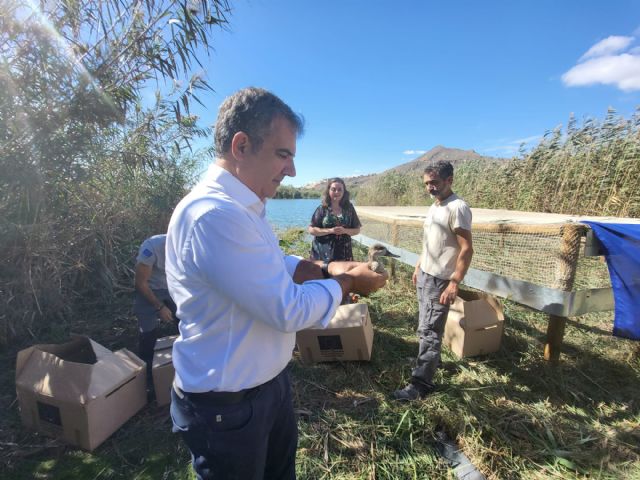 Las lagunas de Las Moreras en Mazarrón acogen 15 ejemplares más de cerceta pardilla