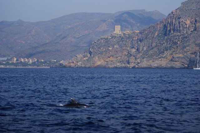 Rechazo a un Proyecto Offshore de cultivo de Seriola y Corvina en la bahía de Mazarrón